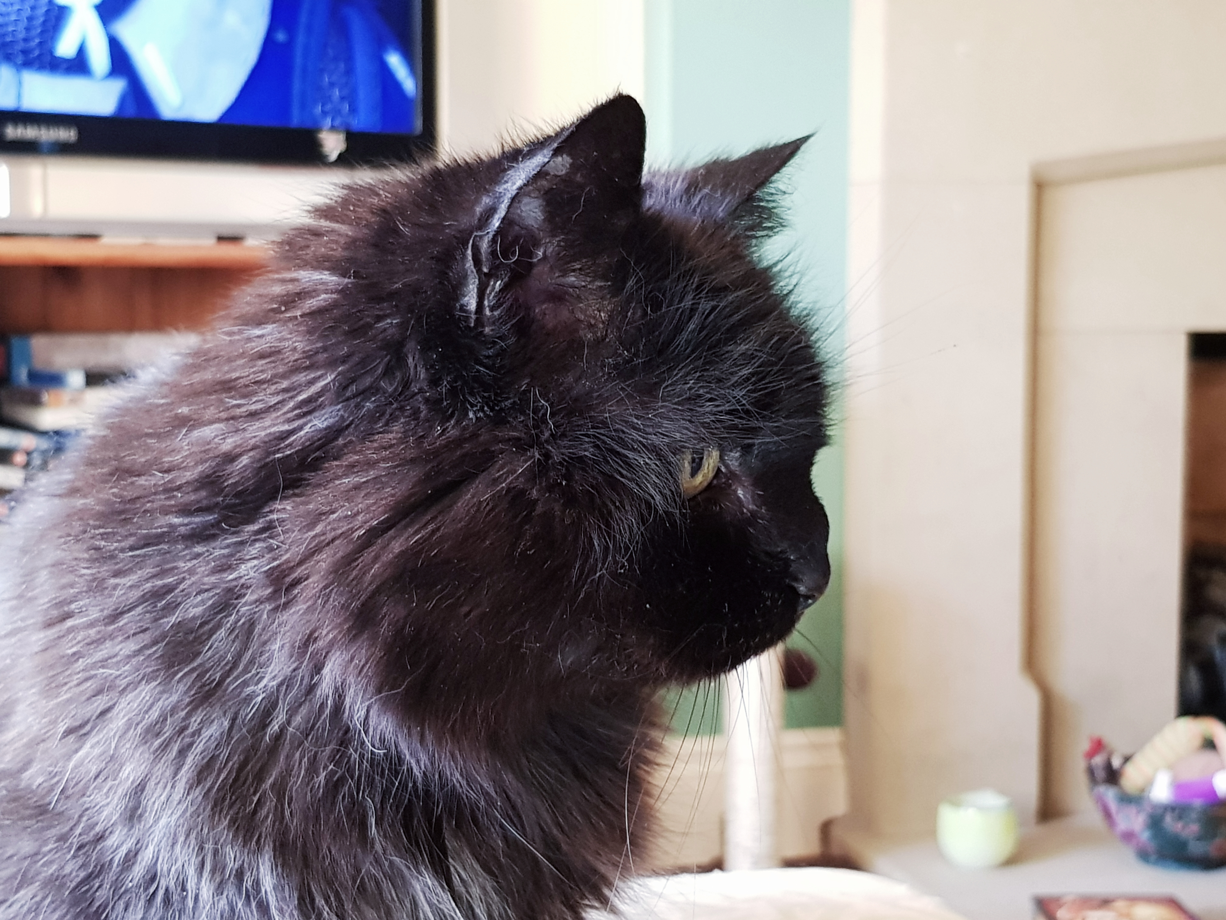2018-10-03-10.45.43-1.jpg minnie